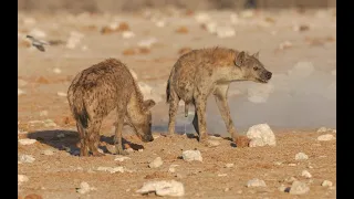 FEMALE SPOTTED HYENA HAS A PENIS TOO - MATING FAILS #HyenaNamibia #Etoshawildlife #Hyenamating