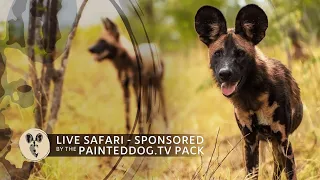 LIVE Safari Sponsored by the Painteddog.tv Pack | 14 January 2024