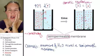 Transport 7- Osmosis