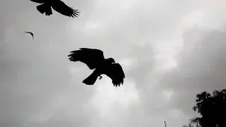 Crow fly (slow motion)