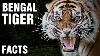 10 + Surprising Facts About The Bengal Tiger