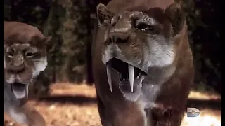 Smilodon Hunt