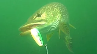 Slow Motion Video: Pike Attacks spoon and Water Wolf Camera