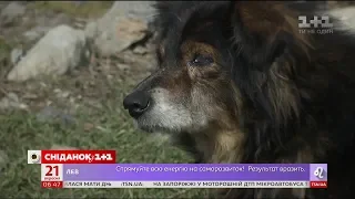 Из-за угрозы чумы в Украине уничтожают бездомных животных