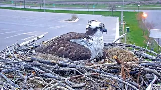 Iris lays her first egg of the year, 6:39am  2019 04 26 07 33 33 657