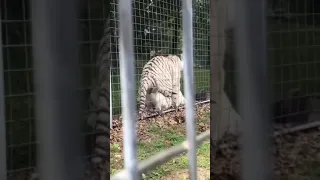 Tigers mating at the National Tiger Sanctuary