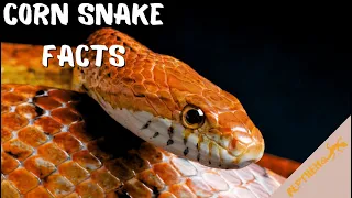 Corn Snake Facts: Super Smart, Terrifying, and INCREDIBLY fascinating!