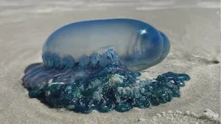 Portuguese Man o' War returns to Florida beaches