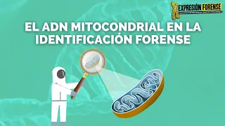 El ADN mitocondrial en la identificación forense