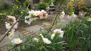 Mid March Garden Tour - Flowering Bulbs and Bushes