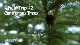 Virtual Field Trip #2: Coniferous Trees | Tom | #30DaysofSonshine