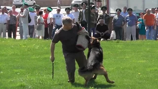 Шоу кинологов в День пограничника в Казани