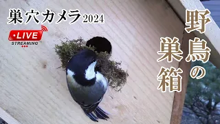 巣作り6日目 シジュウカラの巣箱 巣穴カメラ 野鳥 2024/04/29 Bird Nest Box Live Camera