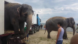 Слоны купаются на озере Смолино (elephants on the lake)