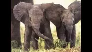 Elephant Slideshow