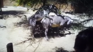 Zoo Zebra Mating