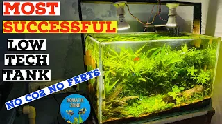 Most Successful Planted Tank | No CO2 No Ferts Low Tech Tank | Dirted Organic Compost Planted Tank