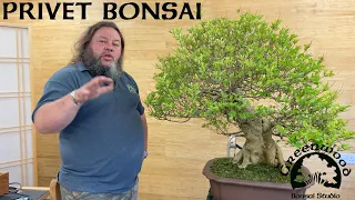 Cutting back a large privet bonsai - Greenwood Bonsai