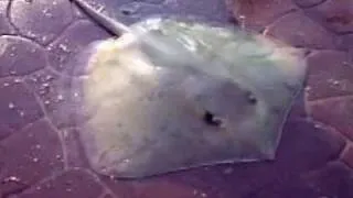 Bedok Jetty - StingRay