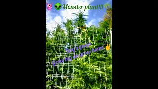 Huge weed plants 2020 update #1