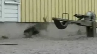 Заяц убивает ворону!