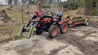 small orvex , loanding tree , working in the  forest