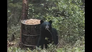 Chasse Québec : Épisode 1 (chasse à l'ours) - Sépaq