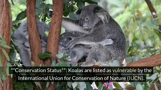 "The Secret Life of Koalas: Australia's Eucalyptus Dwellers"