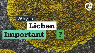 Why is Lichen important?