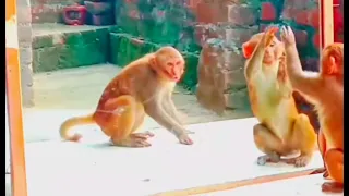 बंदर का funny reaction देखो 🤣🤣🤣🤣🤣 || #trending #monkey