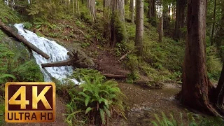 2.5 HRS Virtual Nature Walk in the Redwood National and State Parks in 4K Ultra HD - Part 1