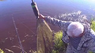 Рыбалка в Сибири,15 Сазанов, р Чулым