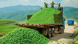 How to Harvesting Millions Pounds Of Green Peas - Frozen Peas Packaging Process in Factory