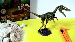 Velociraptor Skeleton Dinosaur excavation kit | Esqueleto Velociraptor de juguete para excavar - 6/7