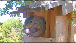 Mom Squirrel Reunited With Her Baby (Part 2)
