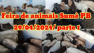 Feira de caprinos e ovinos Em Sumè PB 29/04/2024/ parte 1