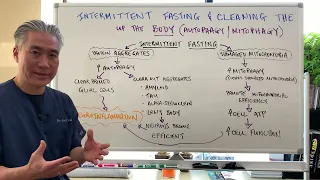 Intermittent Fasting and Cleaning Up the Body (Autophagy/Mitophagy)