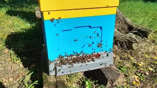 Pszczoły  rabują się na potęgę