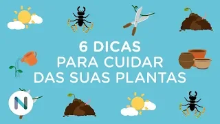 Aprenda a cuidar de suas plantas