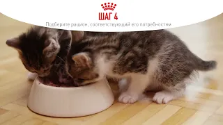 Здоровье кошки. Корм Royal Canin (Роял Канин) при нарушениях или болезнях