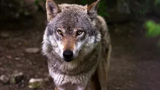 Sonhar com Lobo. Significado