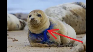 Как тюлени страдают из-за людей? Спасение животных людьми