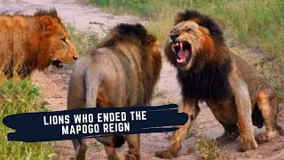 RISE AND FALL OF SELATI MALE LIONS - LIONS THAT ENDED THE MAPOGO REIGN IN SABI SAND GAME RESERVE