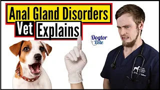 THIS Is Why Your Dog Has Anal Gland Disease And Here Is How You Can Treat It | Vet Explains
