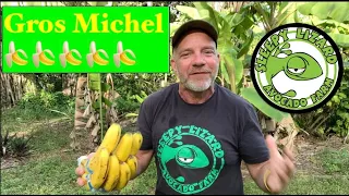 Why Bananas No Longer Taste Like Banana: the story of the Gros Michel