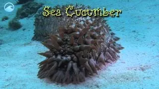 Weird Animals: Sea Cucumber