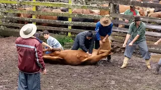 Dia de Castração, na Propriedade do "Seu"Portela