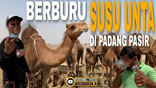 NGLUYUR BERBURU SUSU UNTA DI PADANG PASIR