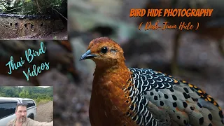 Amazing Birds of Thailand  | Virtual Birding Trip  | Kaeng Krachan