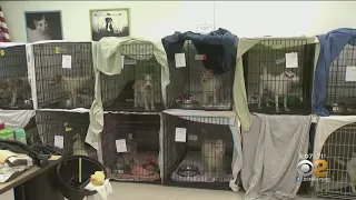 Dogs Rescued From Hoarding Situation In New Jersey